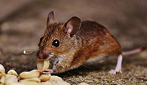 24 Hour & Emergency Exterminators in Gopher, SD